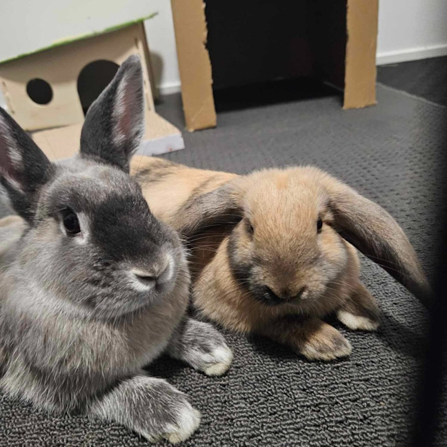 Photo of Shakira With Jlo