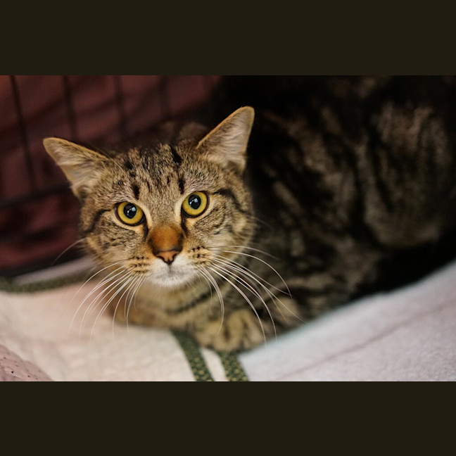 Photo of Casper