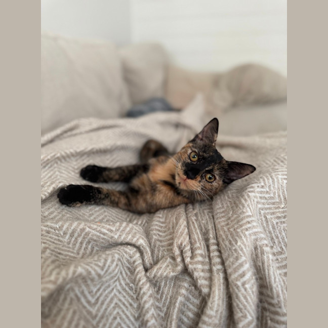 Photo of Chai