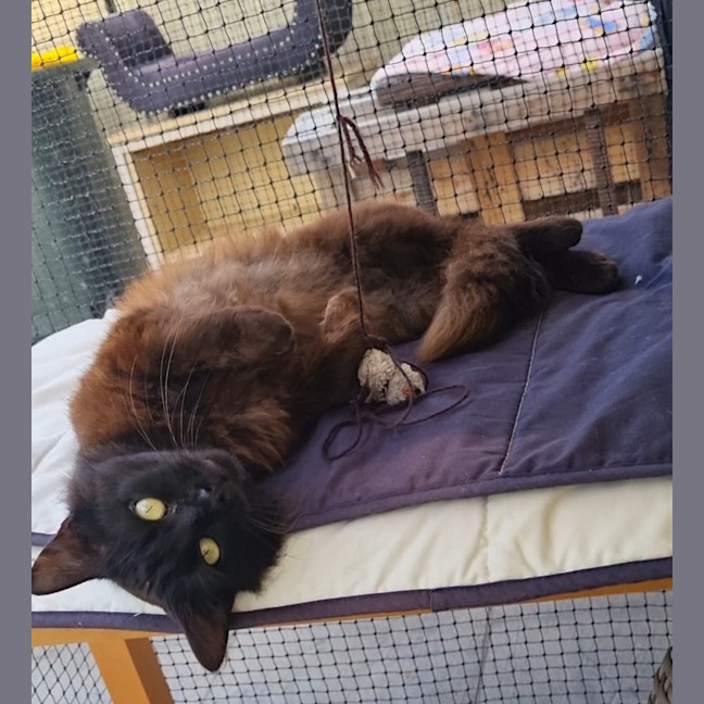 Photo of Ronnie ** Mr Snuggles**