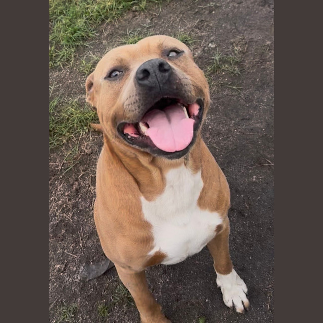 Photo of Scooby