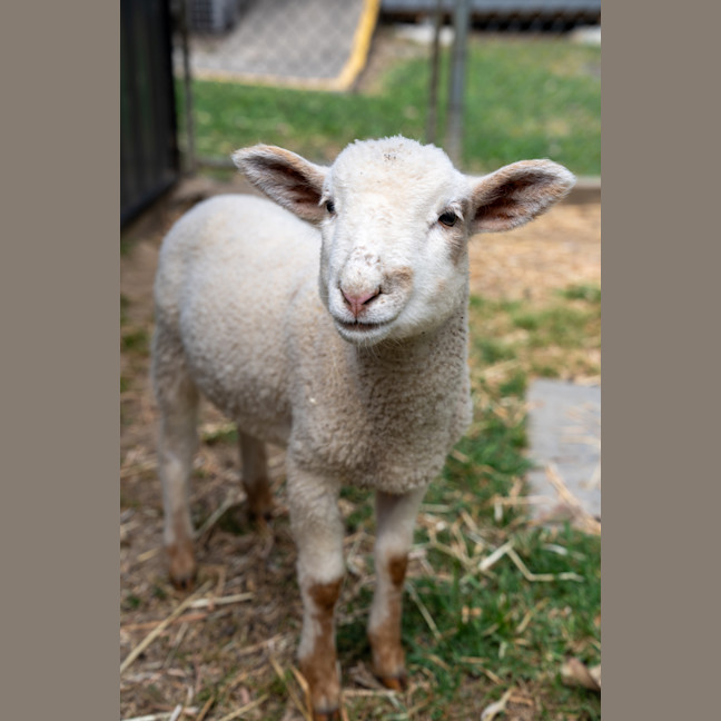 Photo of Lamborghini