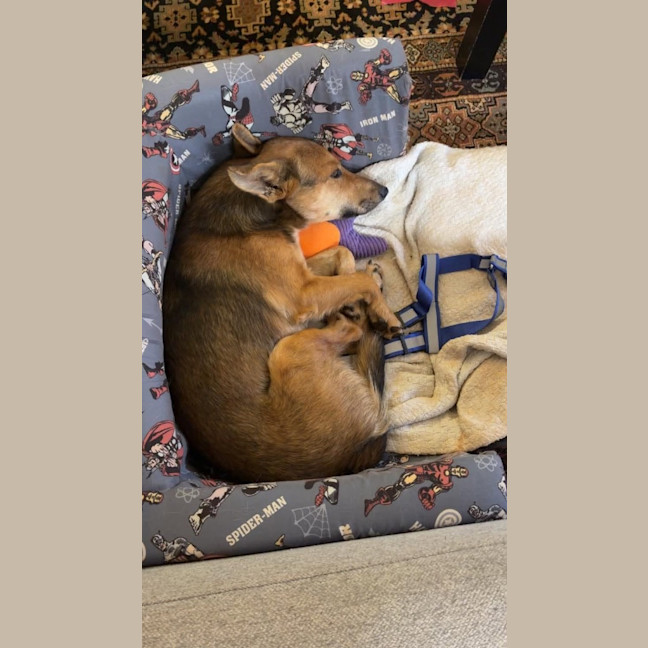 Photo of Dusty