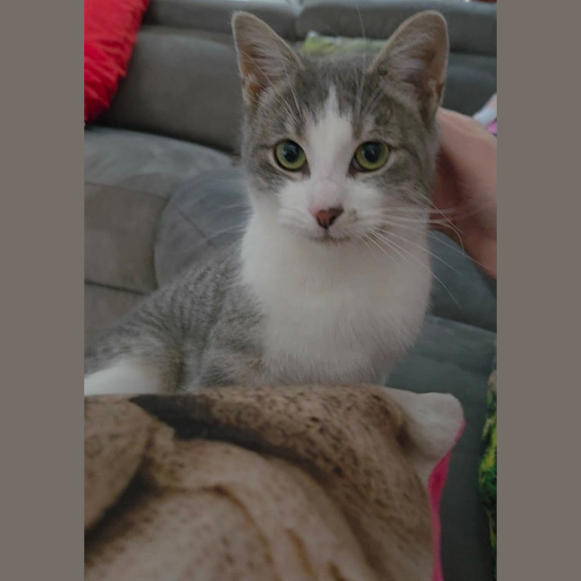 Photo of Toby