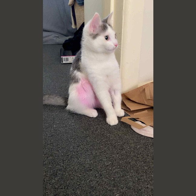 Photo of Goose