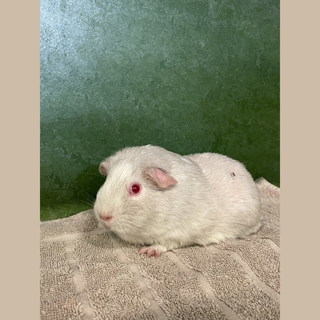 Photo of Brie (Bonded To Pip)