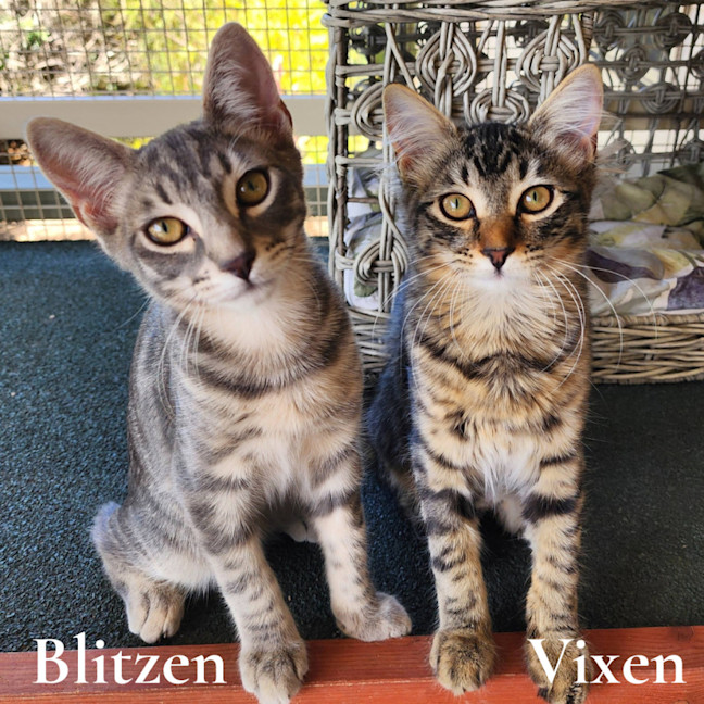 Photo of Blitzen