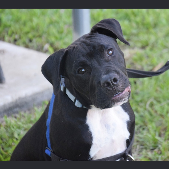 Photo of Chopper
