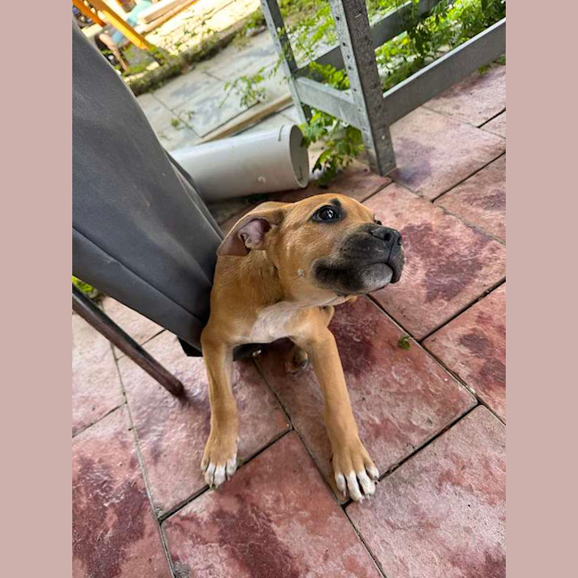 Photo of Atlas