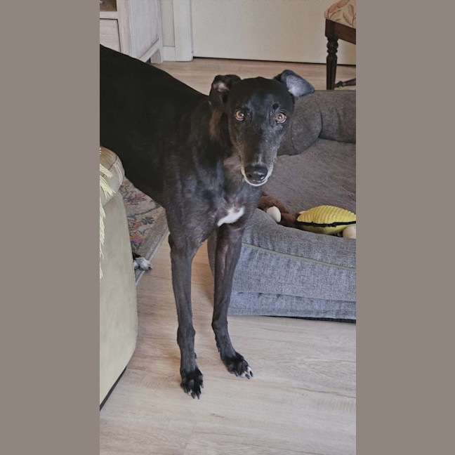 Photo of Zara, The Greyhound