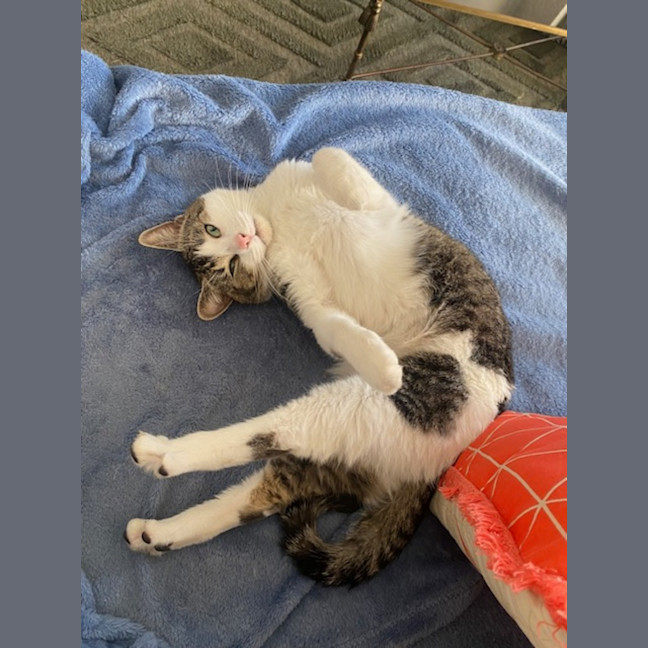 Photo of Ranger