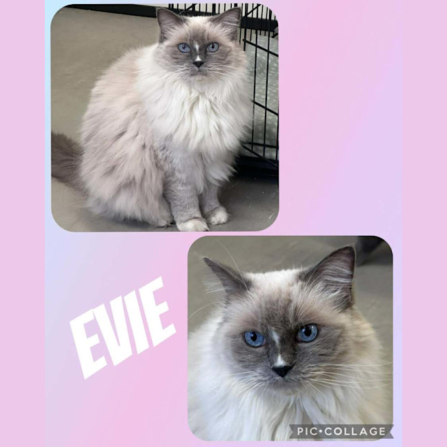 Photo of Evie