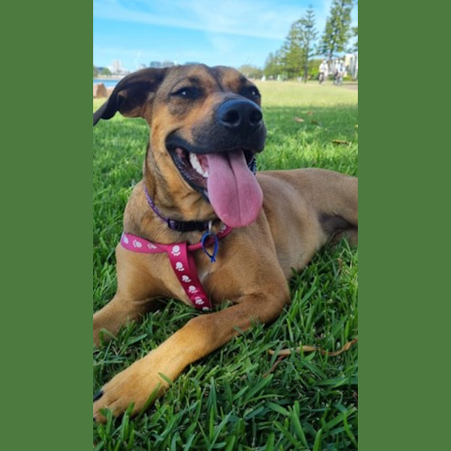 Photo of Rosie   2 Year Old Mixed Breed