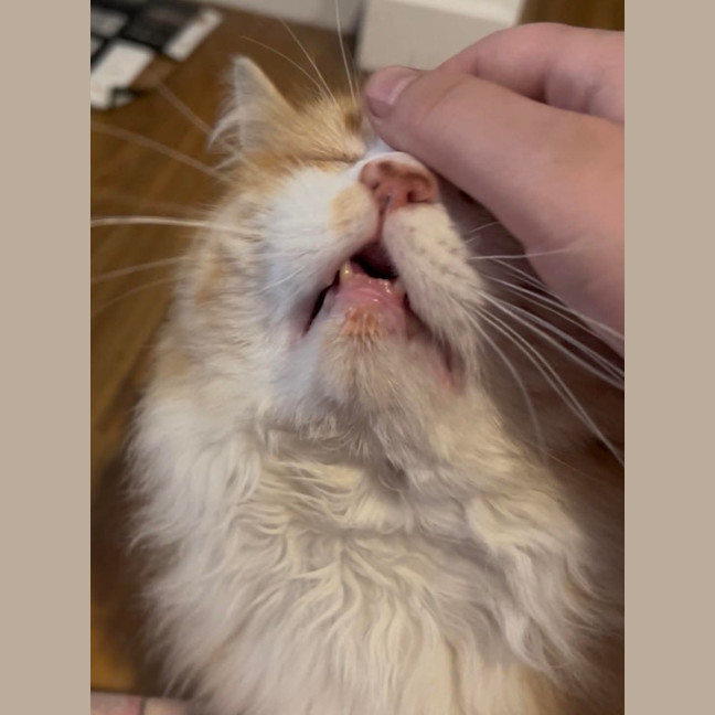 Photo of Benji