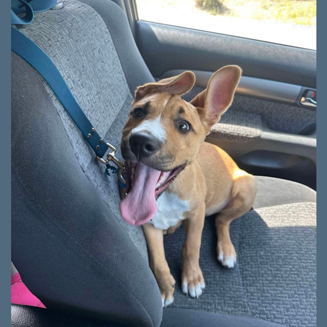 Photo of Archie (0044)