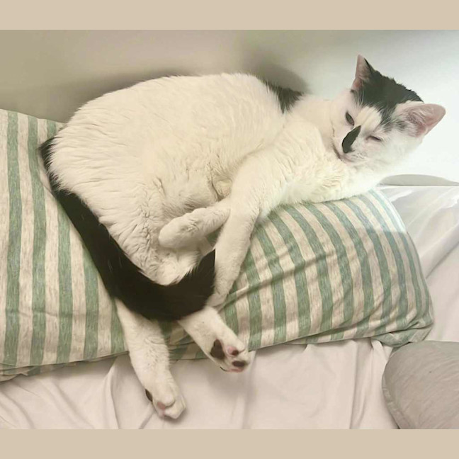 Photo of Moo Moo