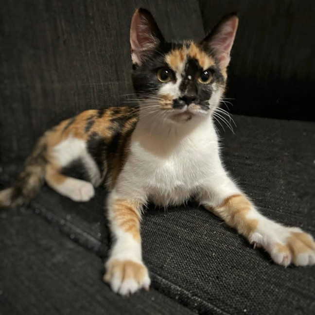 Photo of 12334   Amy