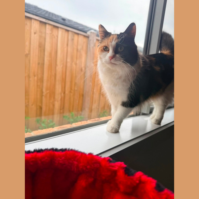 Photo of Lola