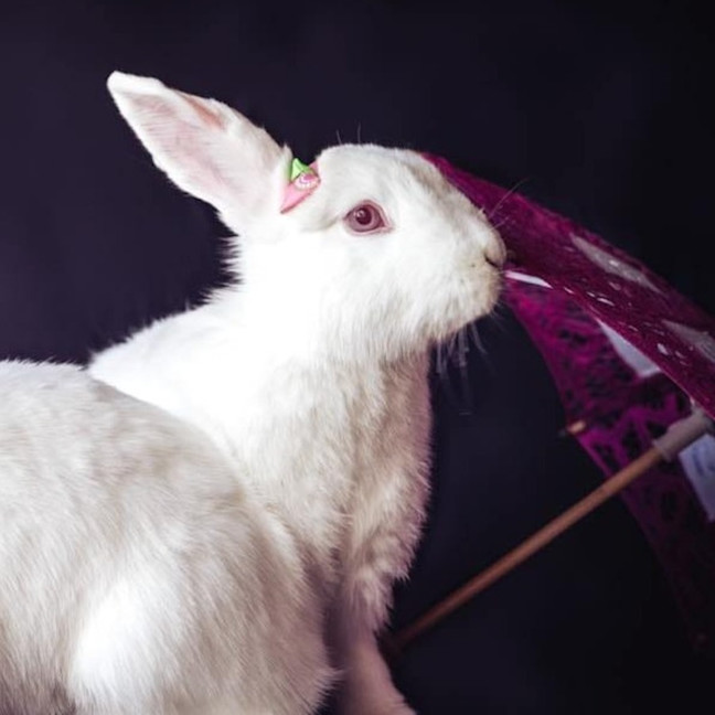 Photo of Tilly (W Milkshake)