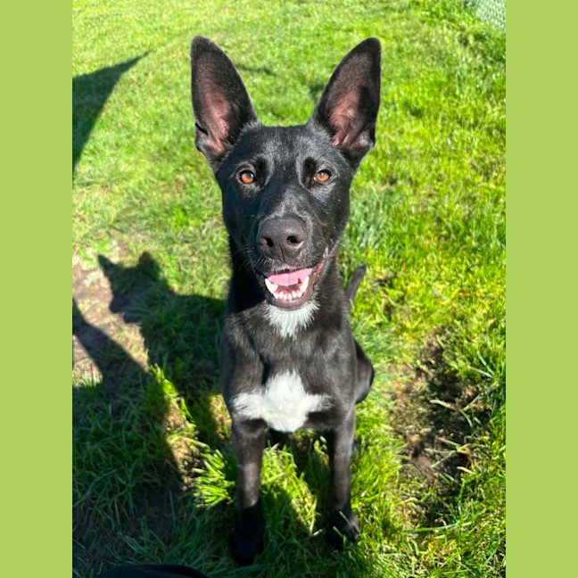 Photo of Echo