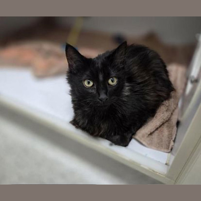 Photo of Brownie