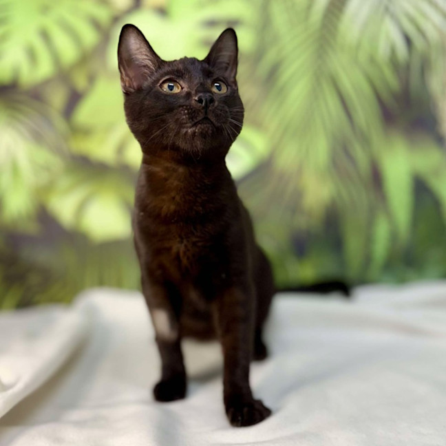 Photo of Java   Located In Surrey Hills