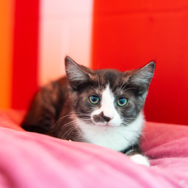 Photo of Pancake