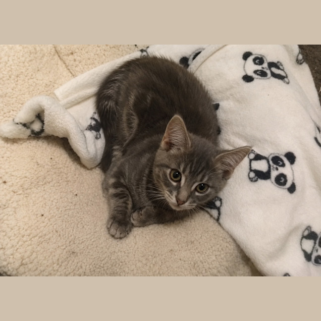 Photo of Lola