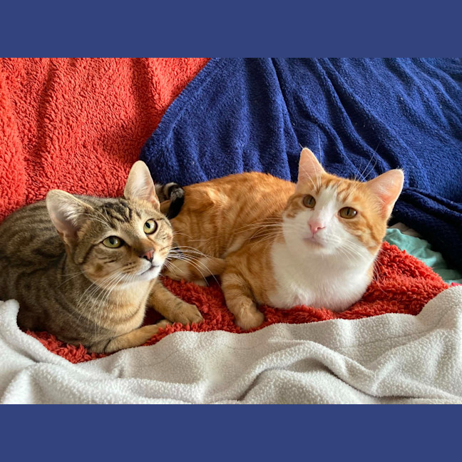 Photo of Cheese