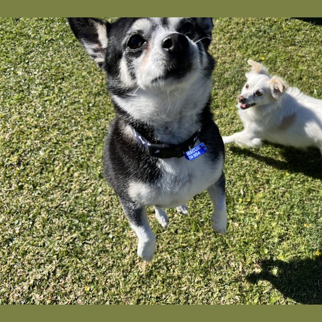 Photo of Jasper 😍 8yo, Chihuahua (On Trial 2/8/24)