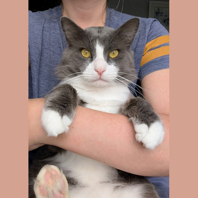 Photo of Pickles