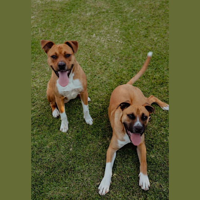 Photo of Broli *$350 Adoption Fee* 