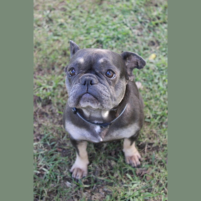 Photo of Marley