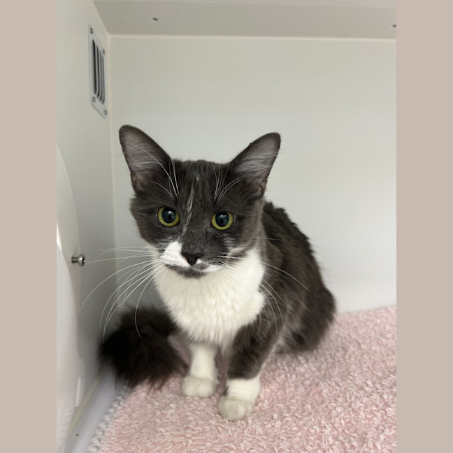 Photo of Bluebell