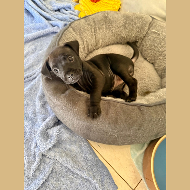 Photo of Zella   8 Week Old Mixed Breed