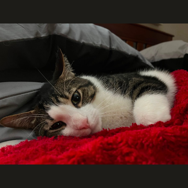 Photo of Humphrey ** 2nd Chance Cat Rescue **