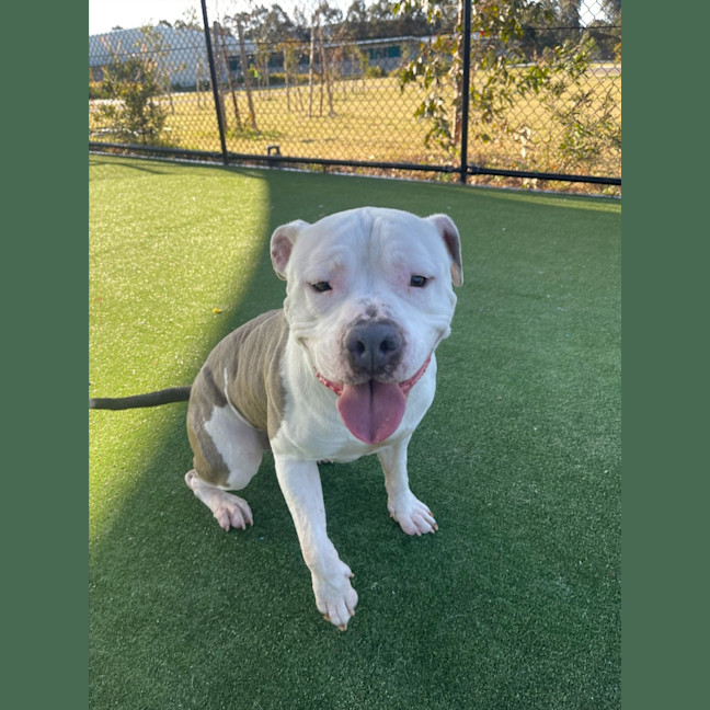 Photo of Kodiak Imp 1212