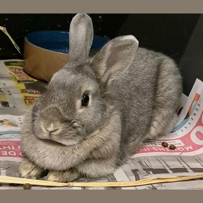 Photo of Casper (Bonded With Ghost)