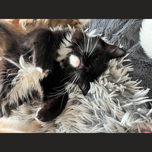 Photo of Candy *9 Lives Project Rescue*