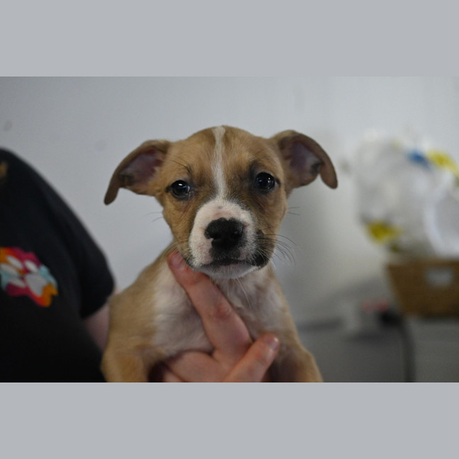 Photo of Cinnamon