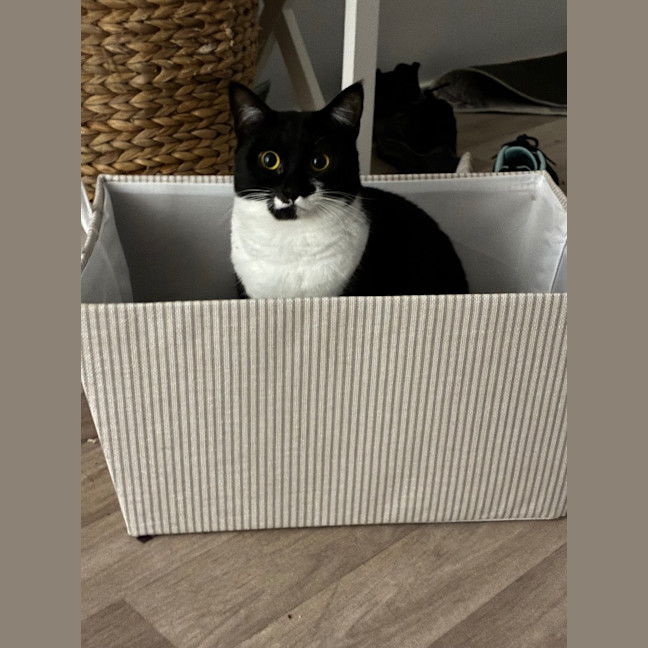 Photo of Baloo