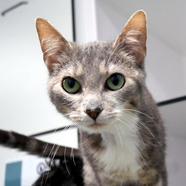 Photo of Elara Sta015383
