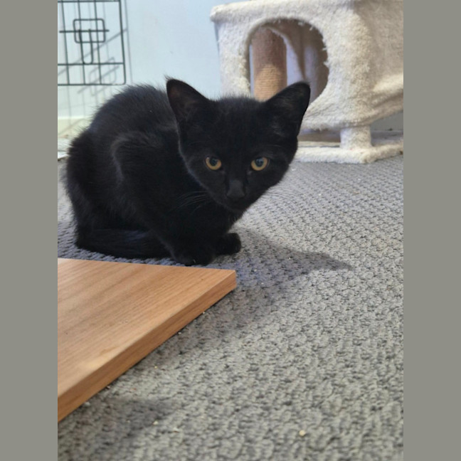 Photo of Whiskerella