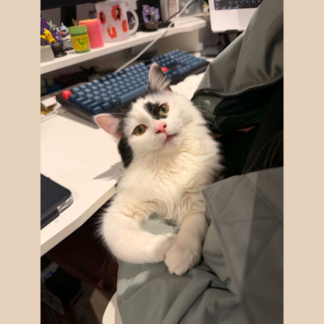 Photo of Spottie