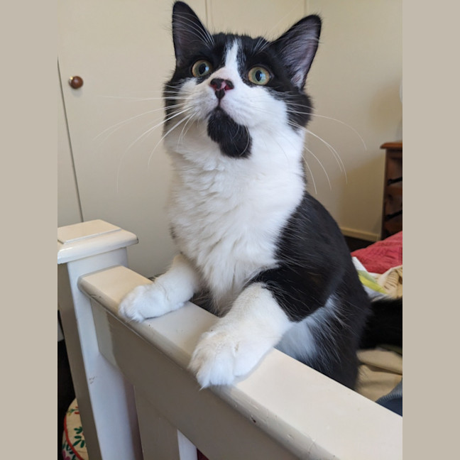 Photo of Puffiin   In Foster Care In Reservoir