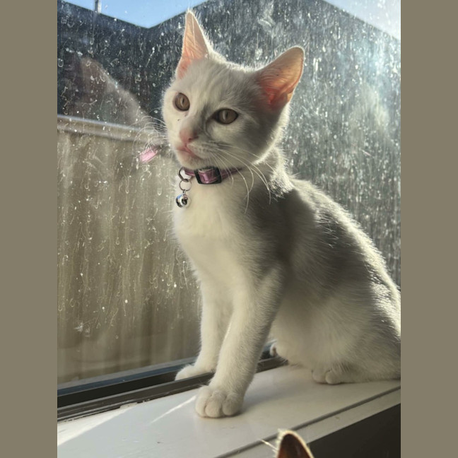 Photo of Vivi   In Foster Care In Avondale Heights