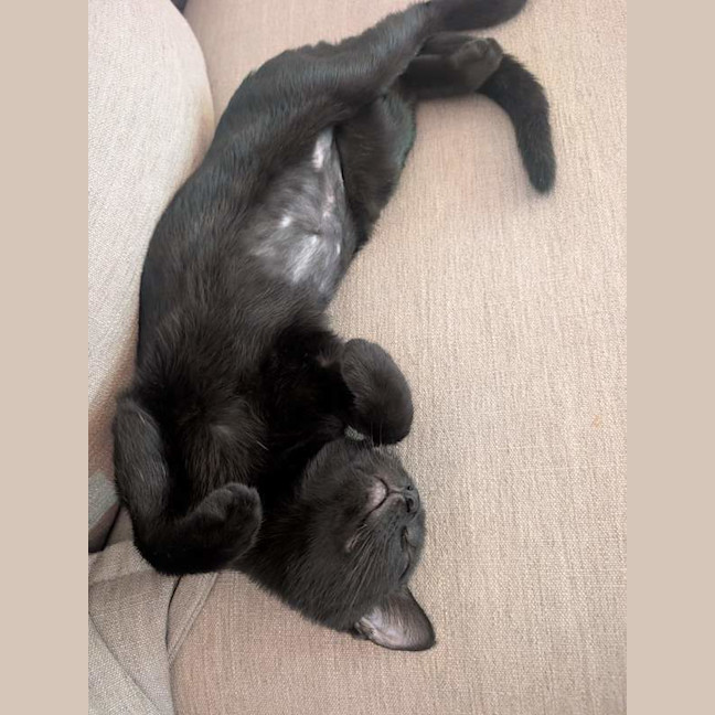 Photo of Stella