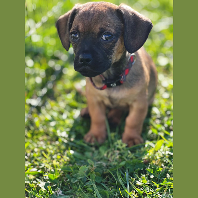 Photo of Boston   8 Week Old Dachshund X Pug