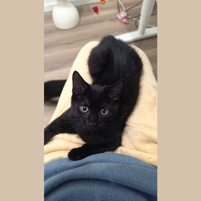 Photo of Raven