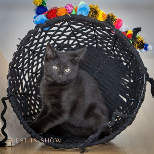 Photo of Onyx